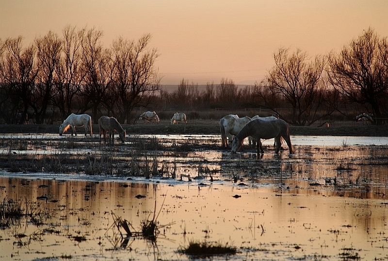 Els Aiguamolls de l'Empordà .